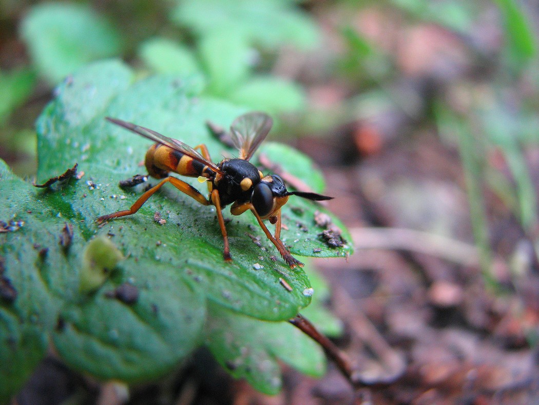 Identificare un individuo nel Parco del Ticino